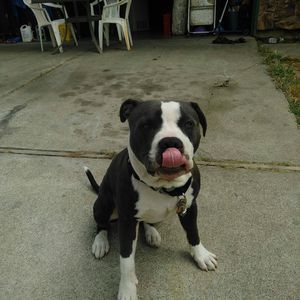 Meet your Posher, Ralph